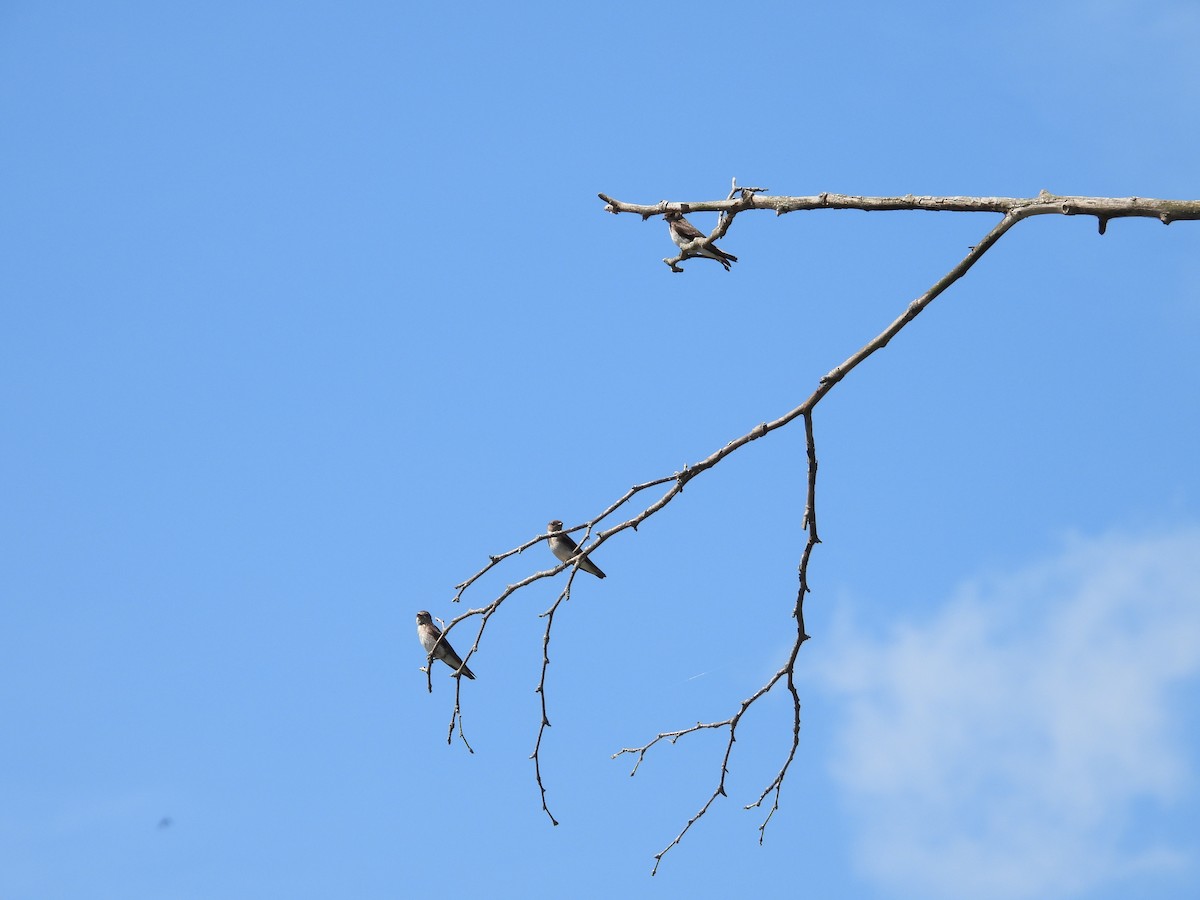 Northern Rough-winged Swallow - ML620686605