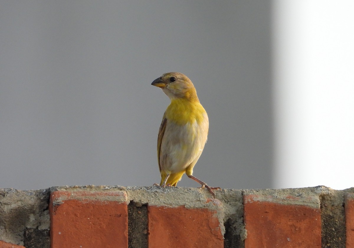 Saffron Finch - ML620686608