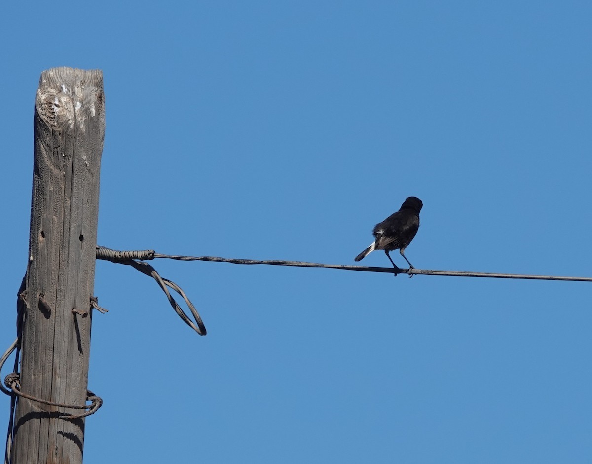 Black Wheatear - ML620686611