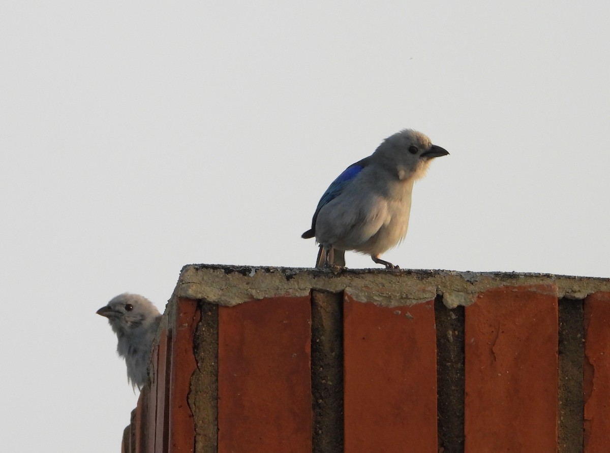 Blue-gray Tanager - ML620686614