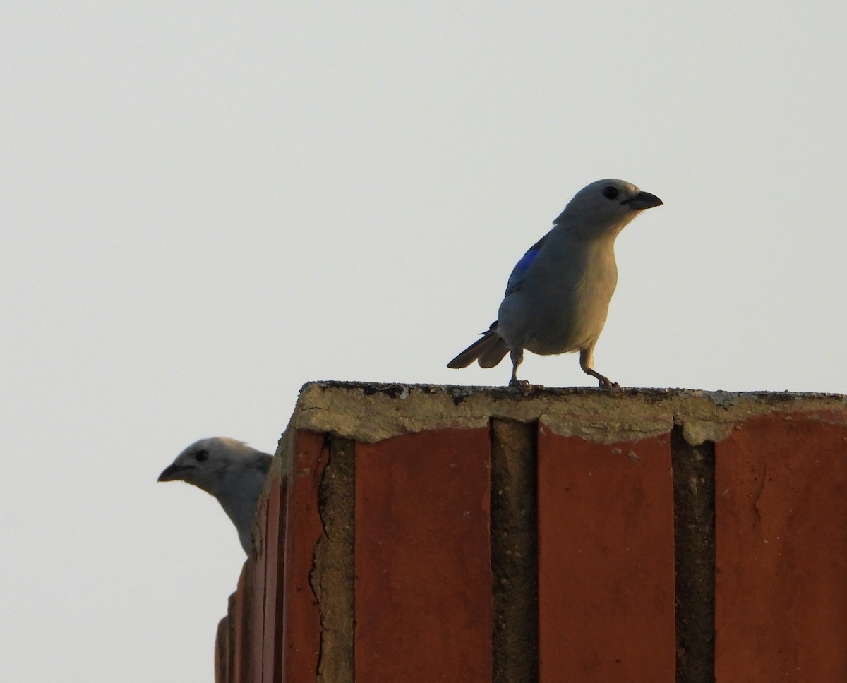 Blue-gray Tanager - ML620686615