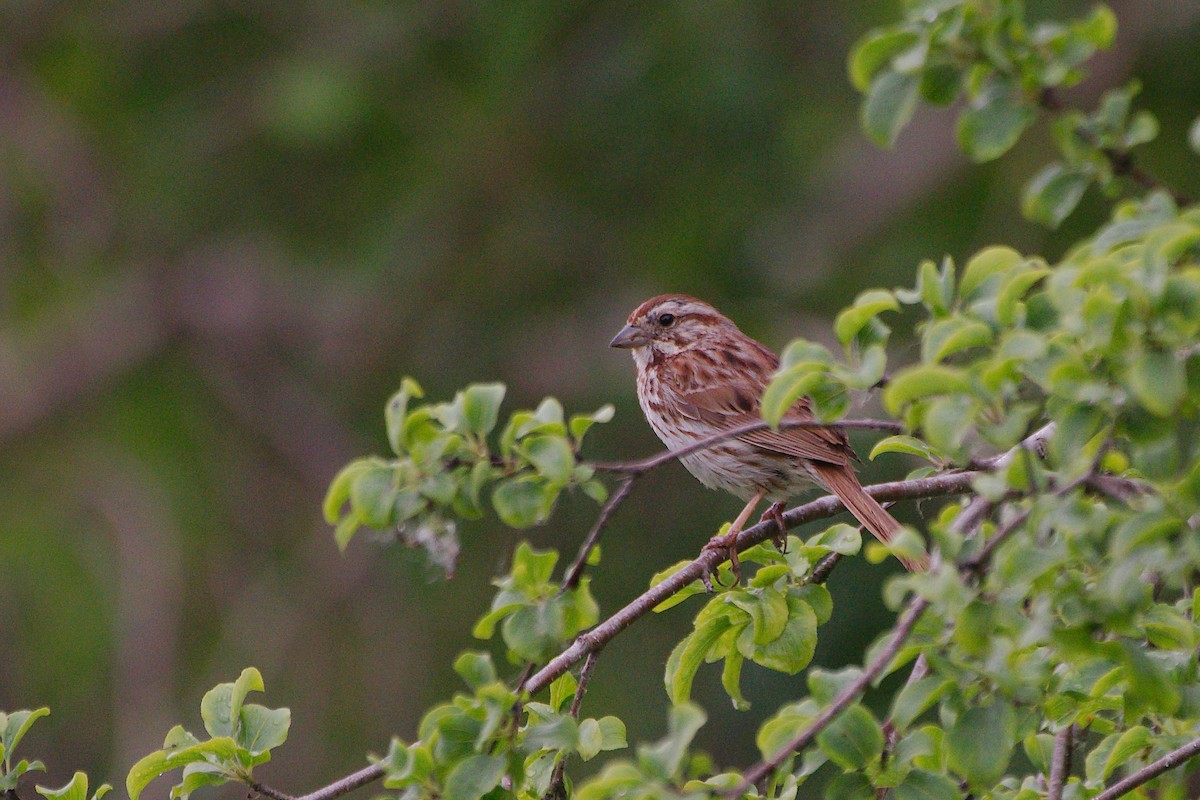 Song Sparrow - Rick Beaudon