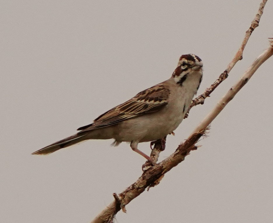 Lark Sparrow - ML620686618