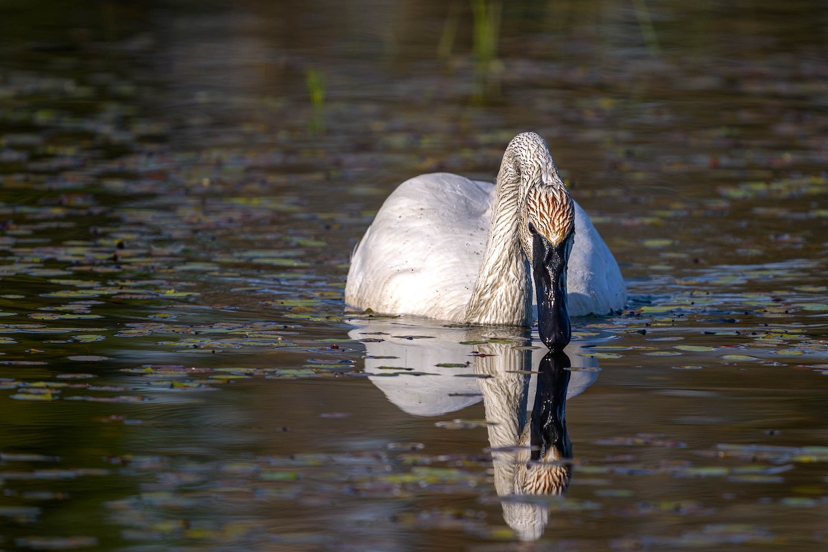 Trumpeter Swan - ML620686624