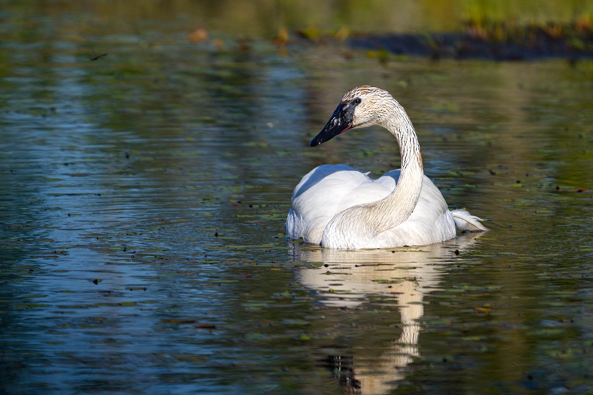 Trumpeter Swan - ML620686626