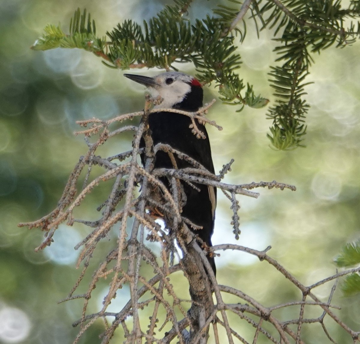 White-headed Woodpecker - ML620686627