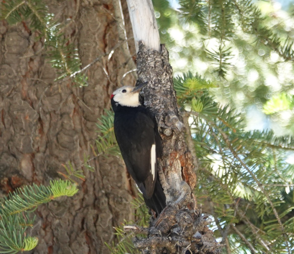 White-headed Woodpecker - ML620686628