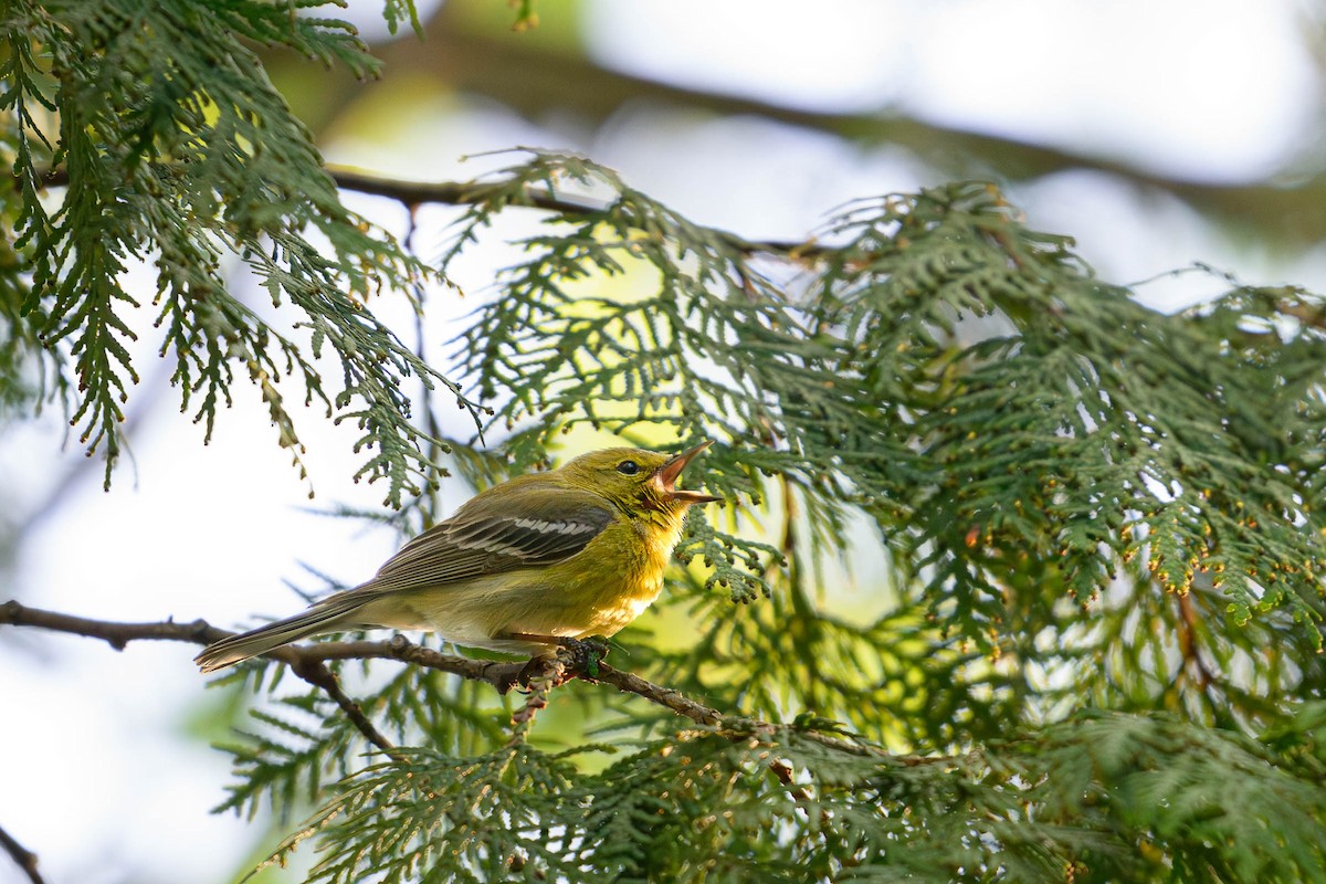 Pine Warbler - ML620686630