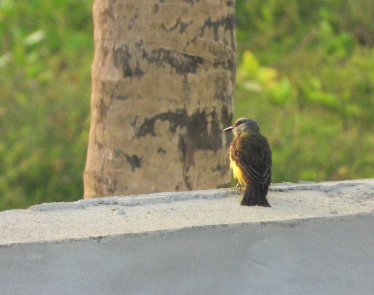 Tropical Kingbird - ML620686640