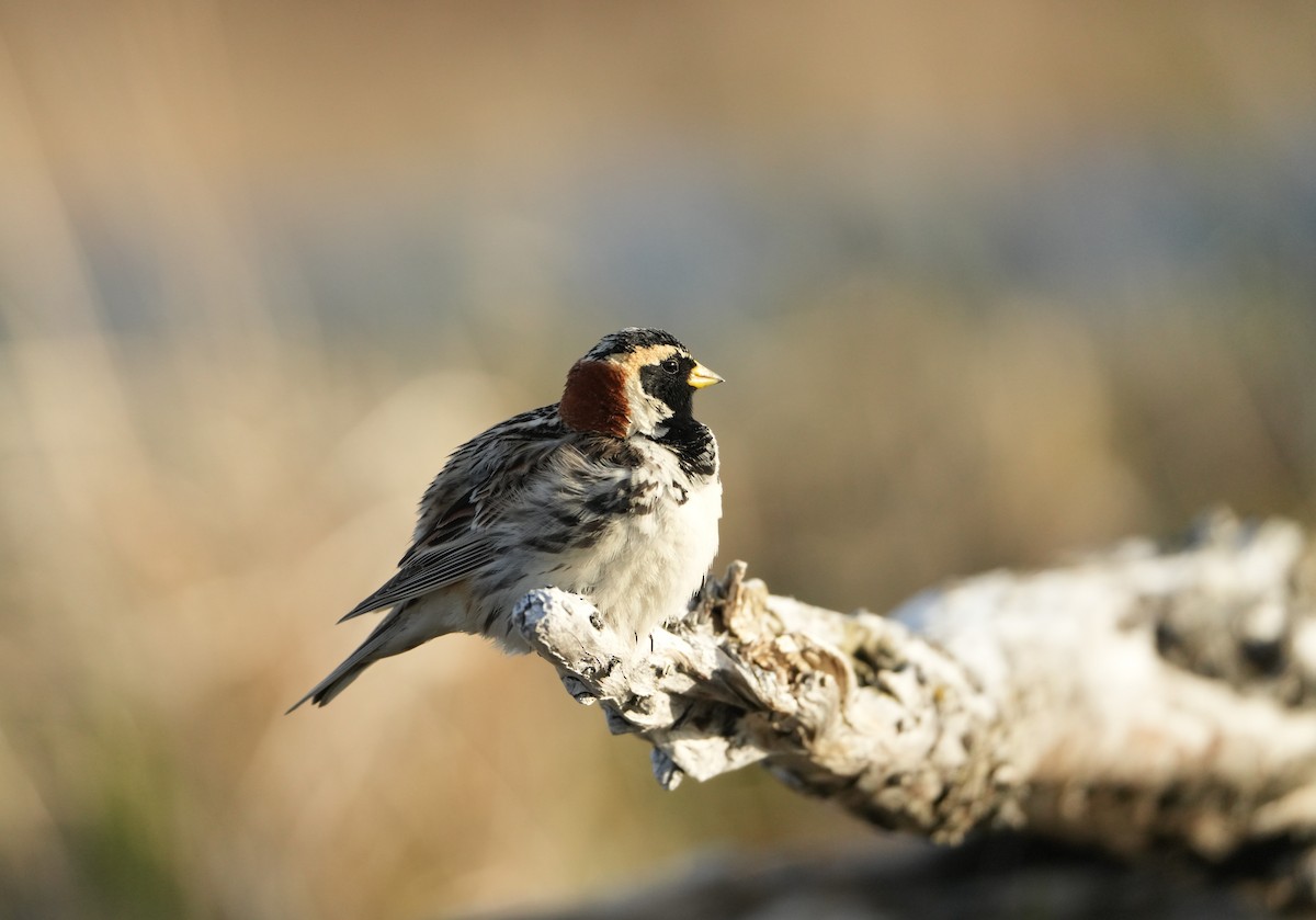 Lapland Longspur - ML620686641