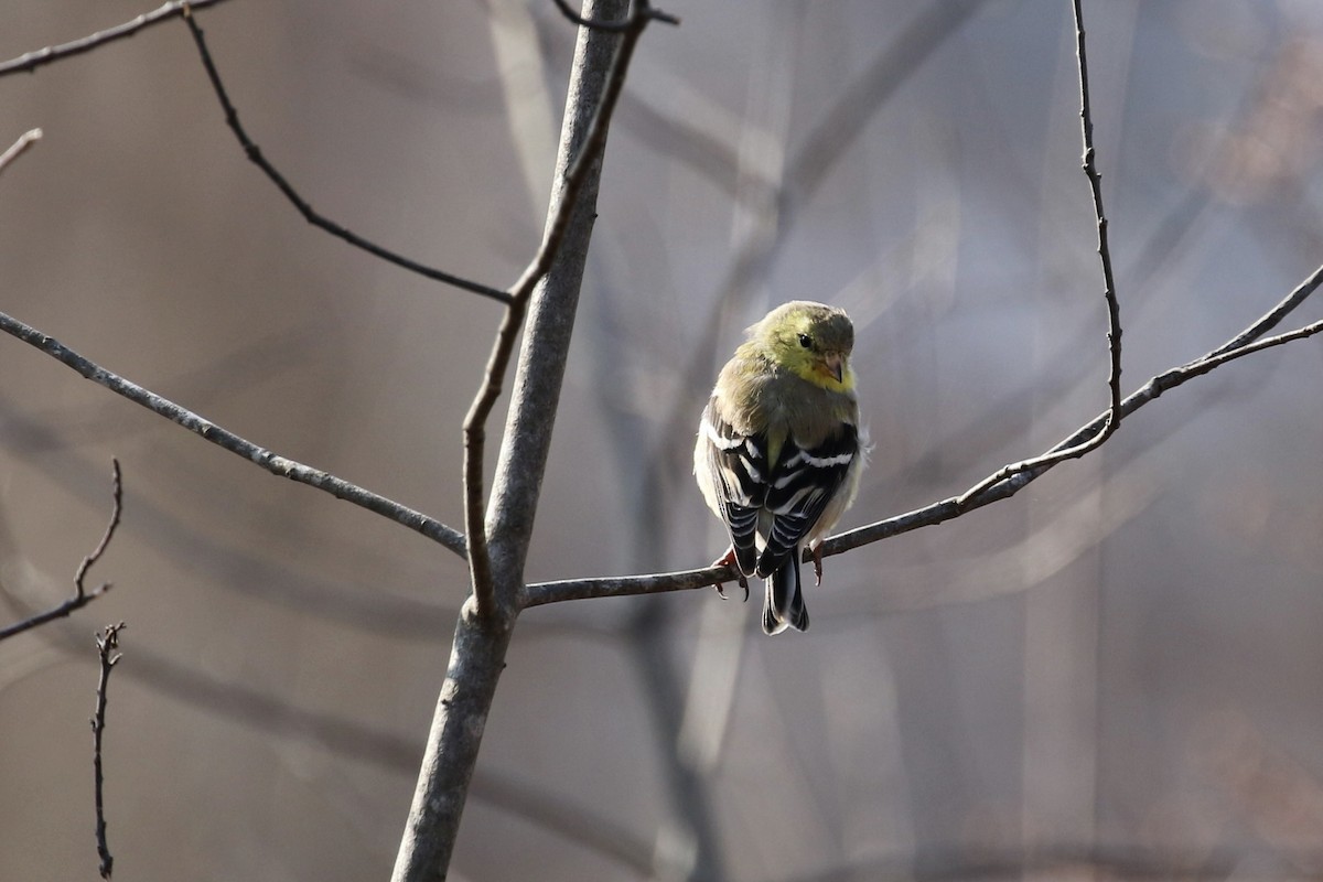 American Goldfinch - ML620686642