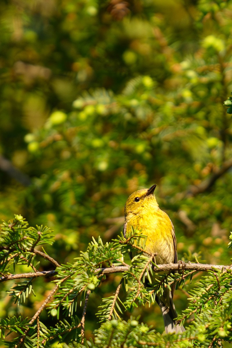 Pine Warbler - ML620686644