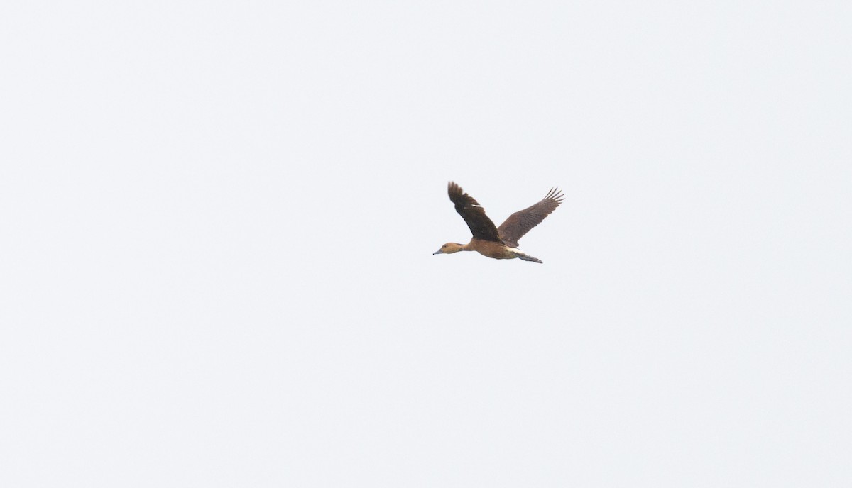 Fulvous Whistling-Duck - ML620686647