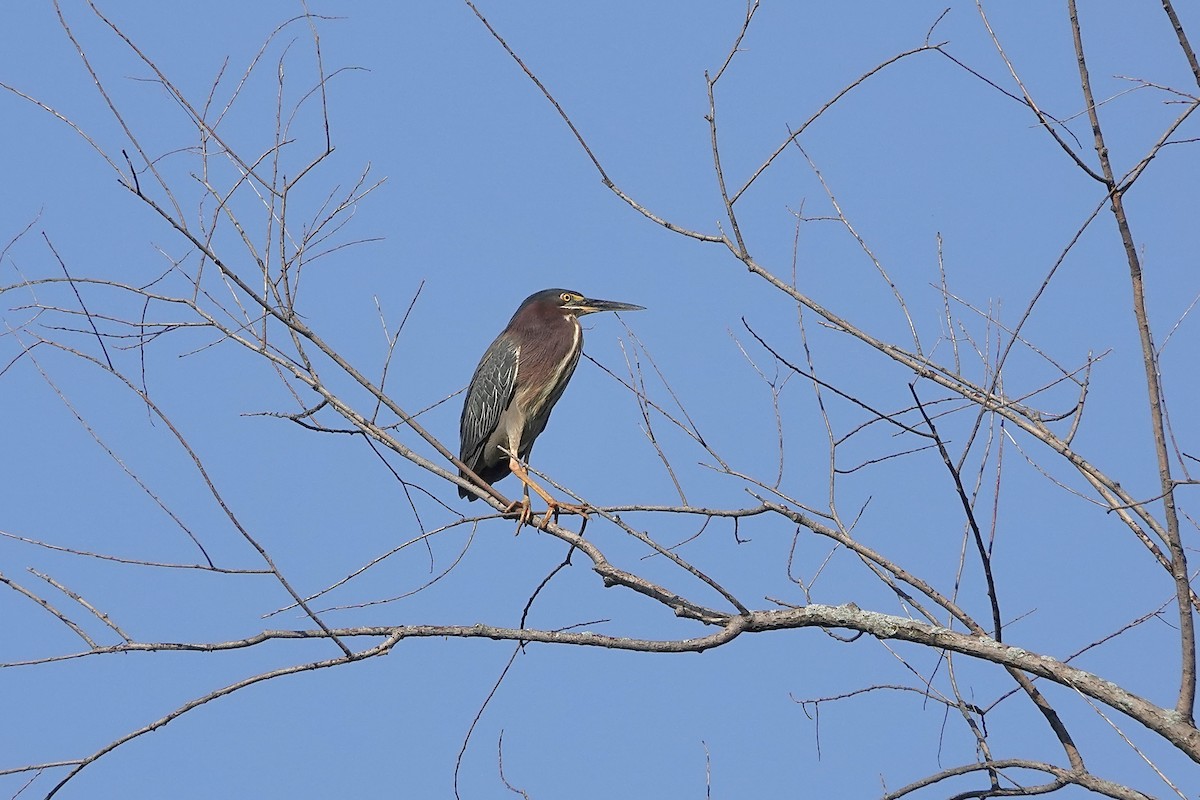 Green Heron - ML620686652