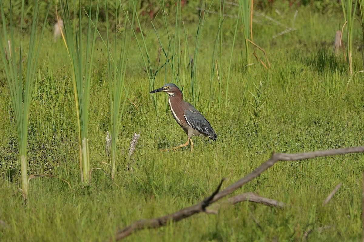 Green Heron - ML620686654