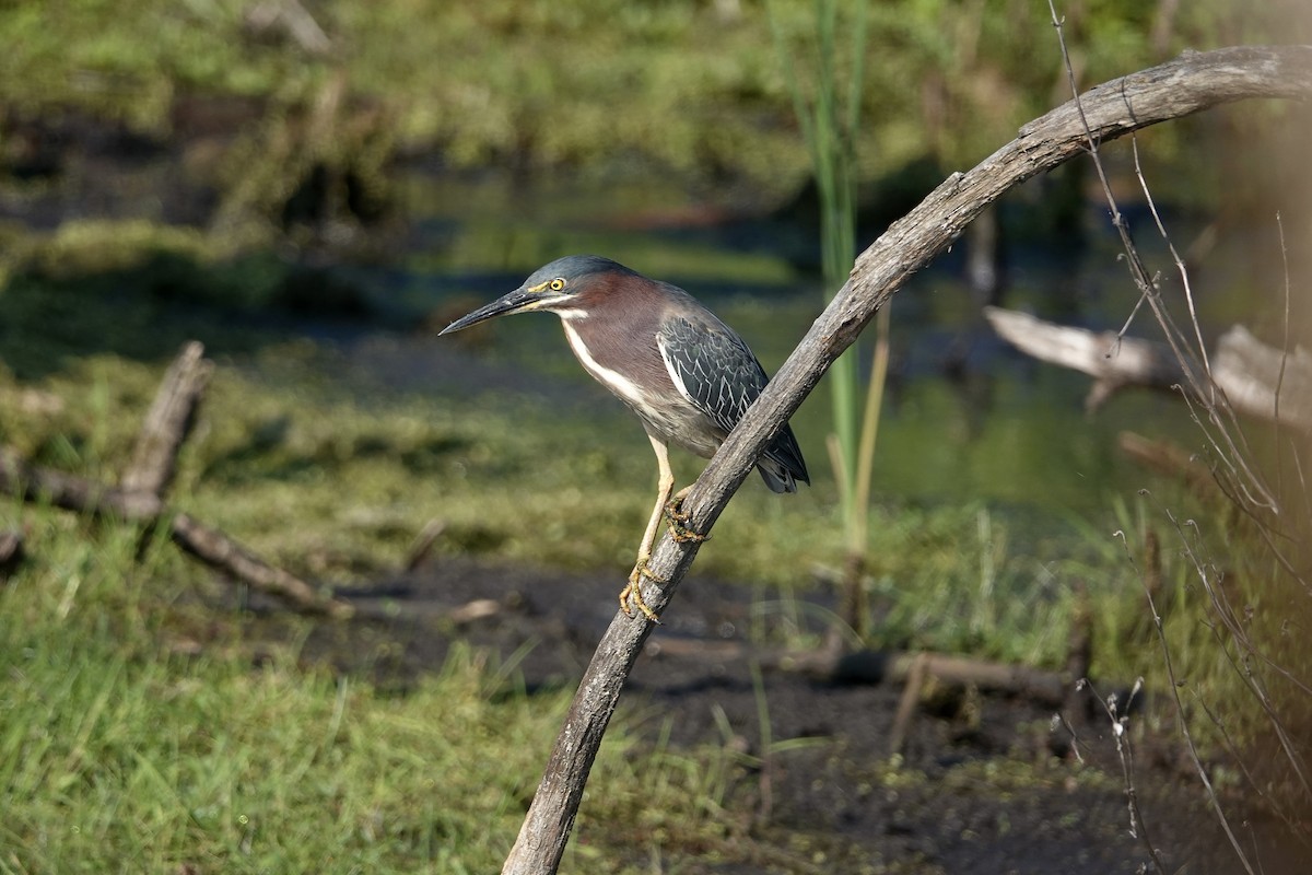 Green Heron - ML620686655