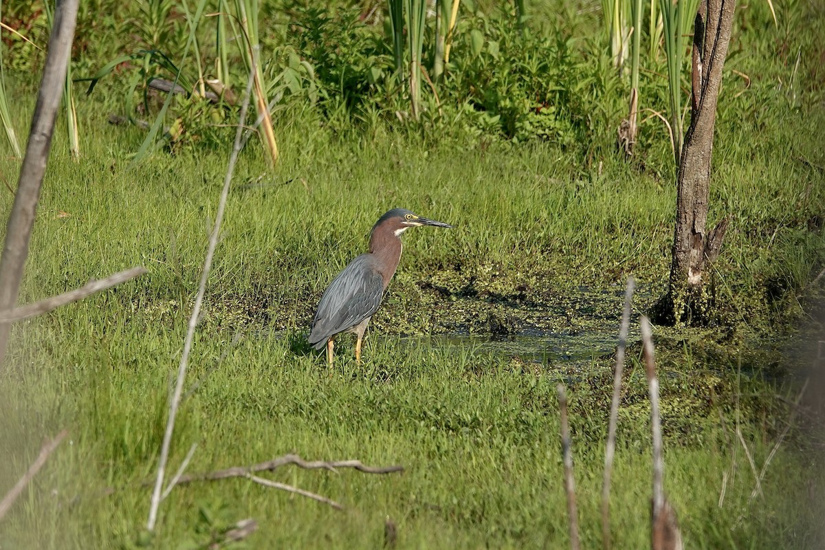 Green Heron - ML620686657