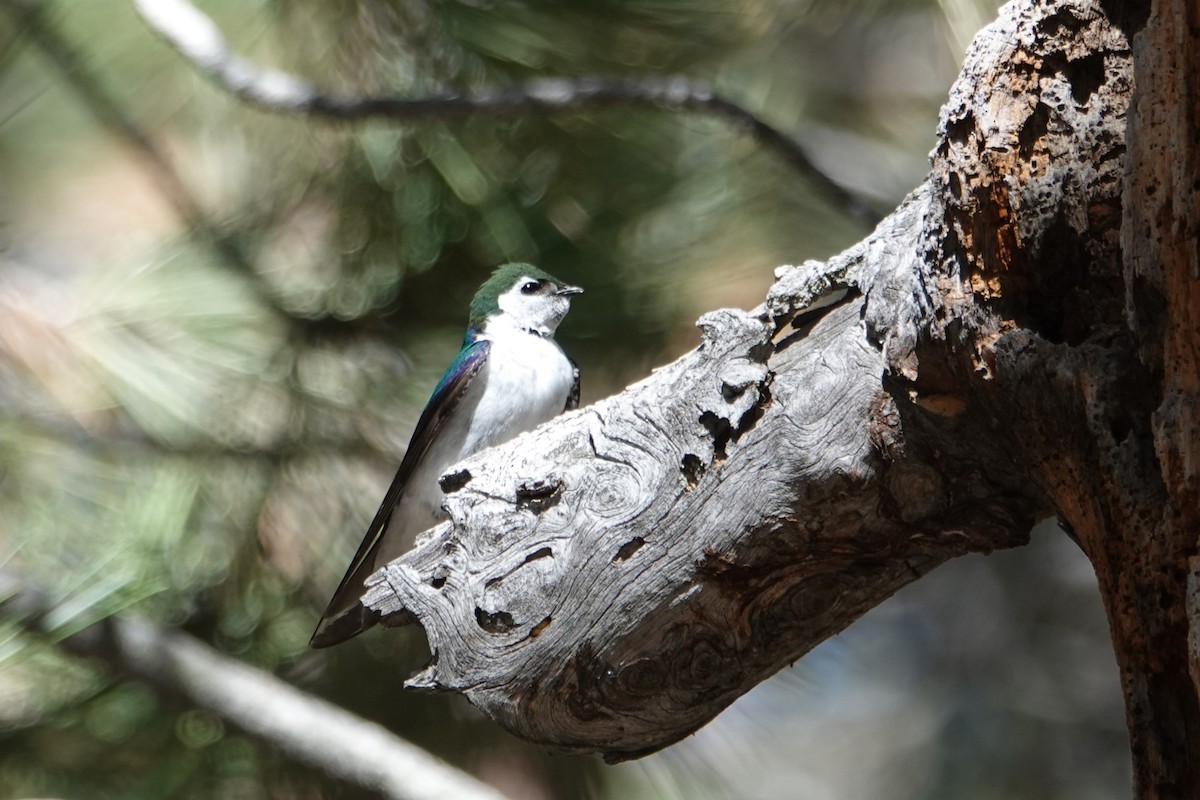 Violet-green Swallow - ML620686668