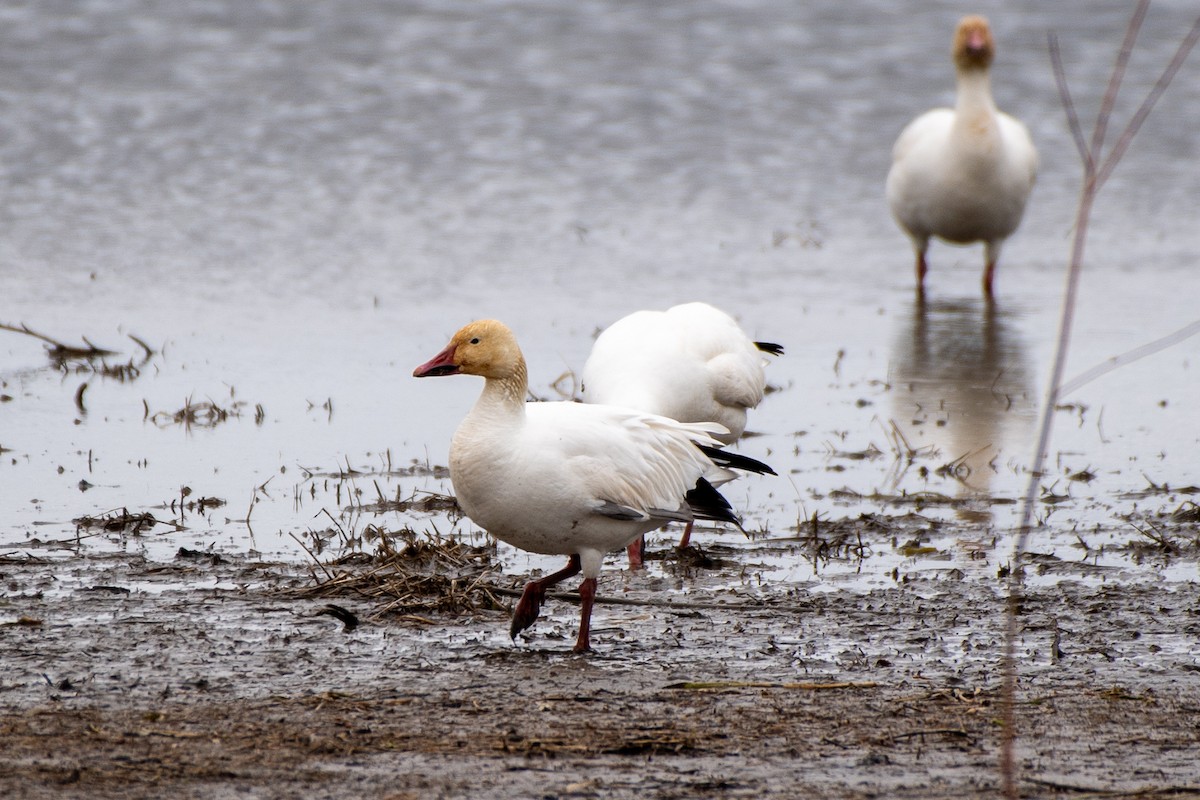 Snow Goose - Bill Tollefson