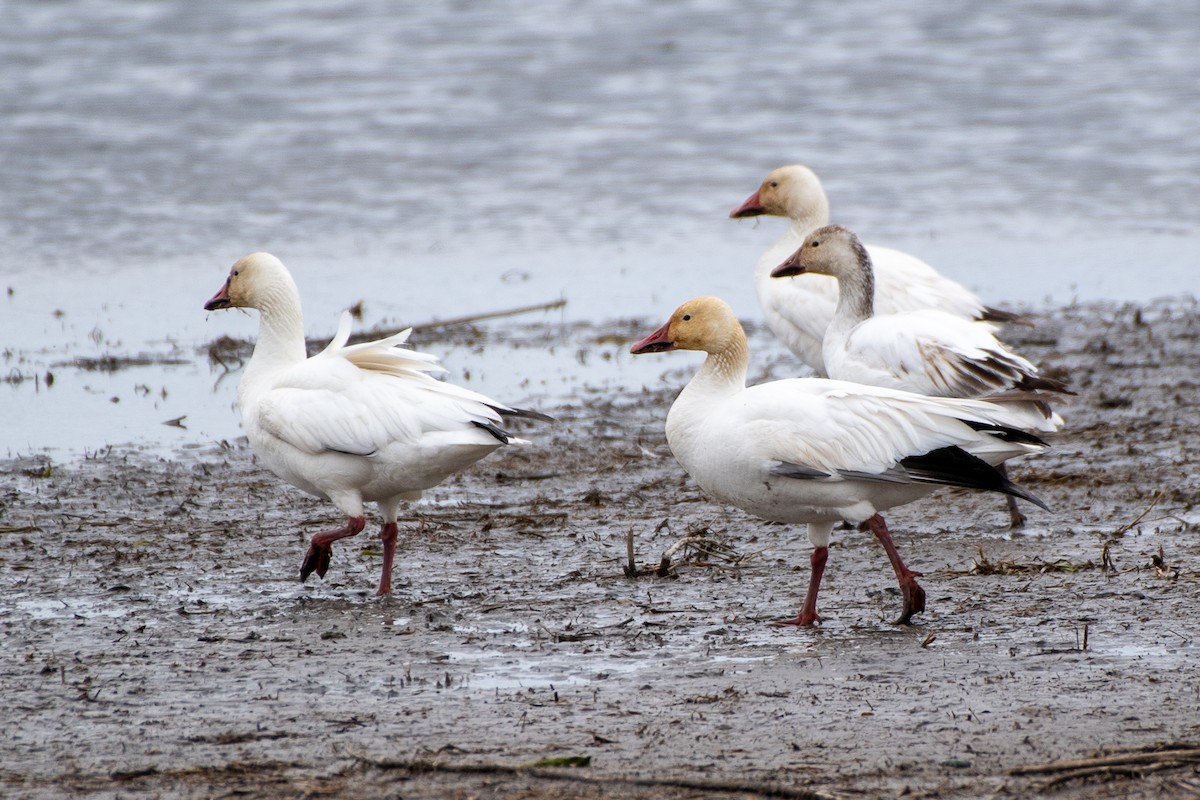 Snow Goose - ML620686670