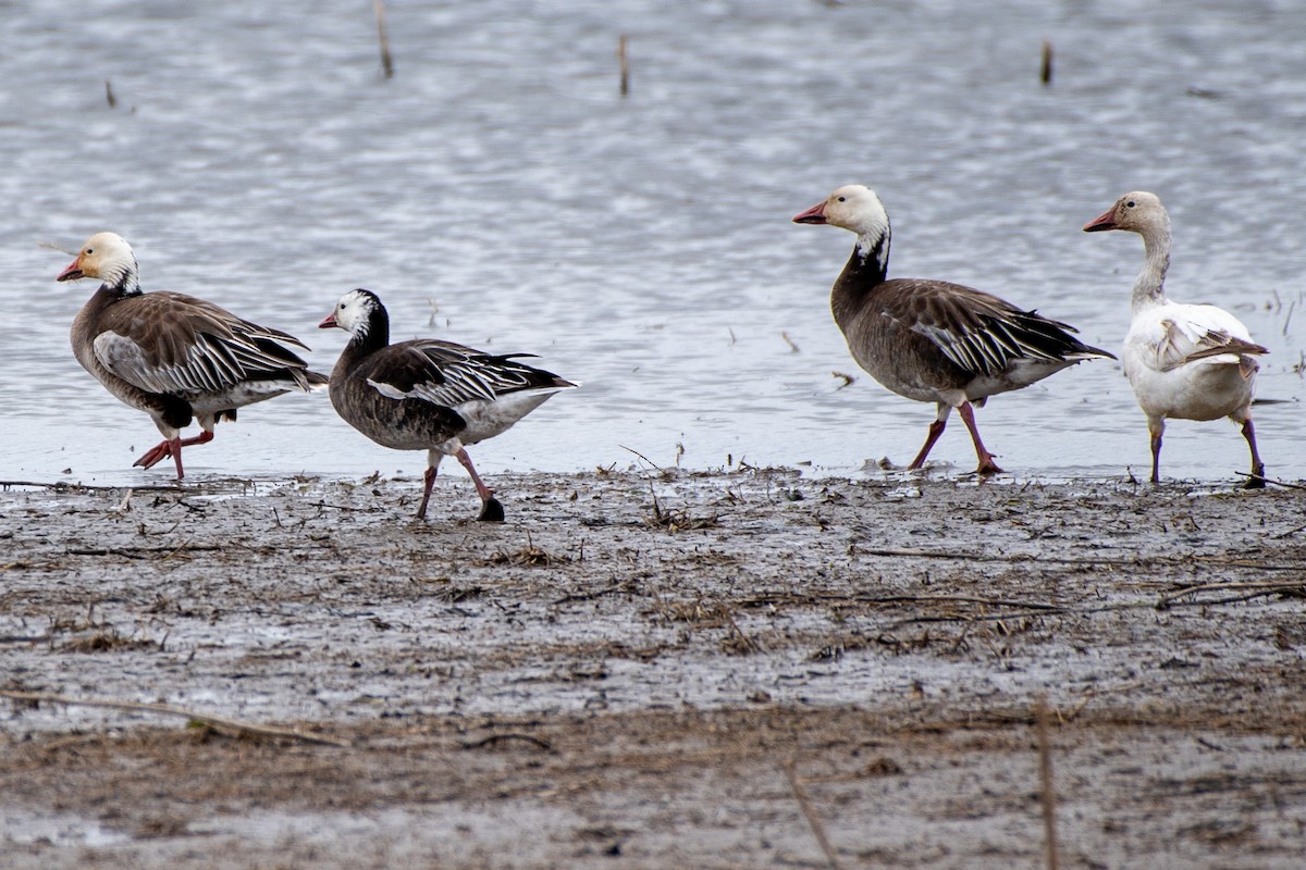 Snow Goose - ML620686672