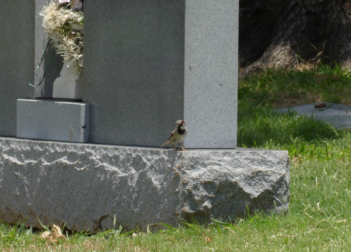 House Sparrow - ML620686673