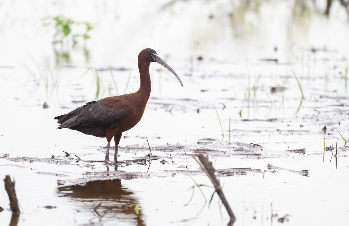 Glossy Ibis - ML620686674