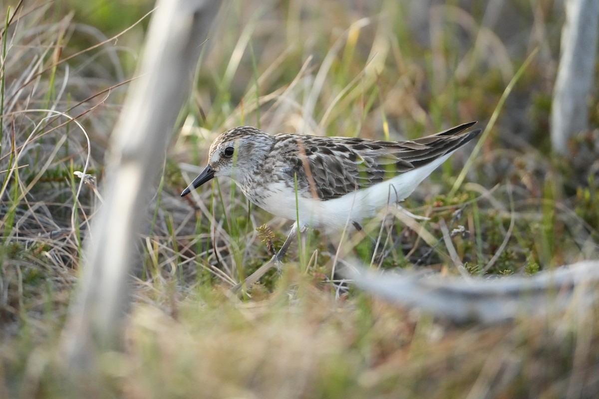 Semipalmated Sandpiper - ML620686675