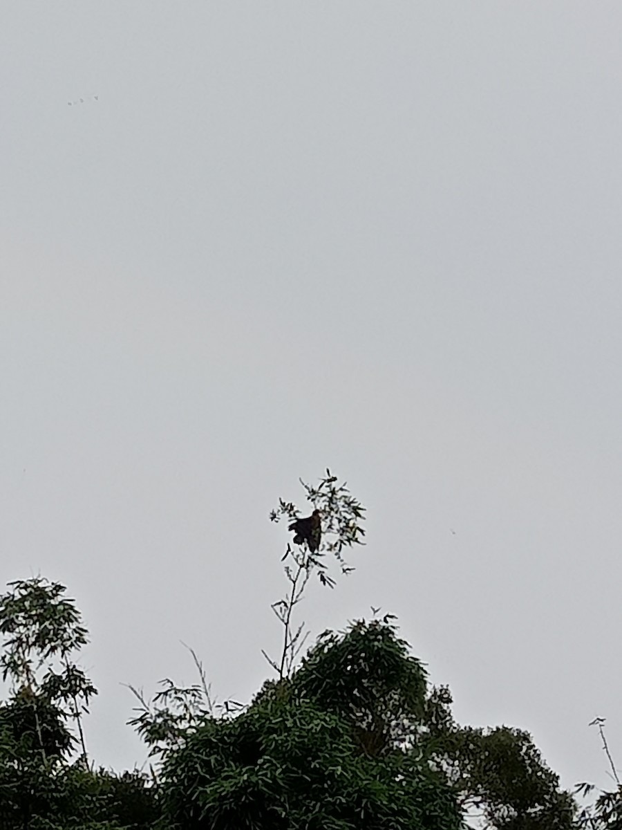 Oriental Honey-buzzard - ML620686677