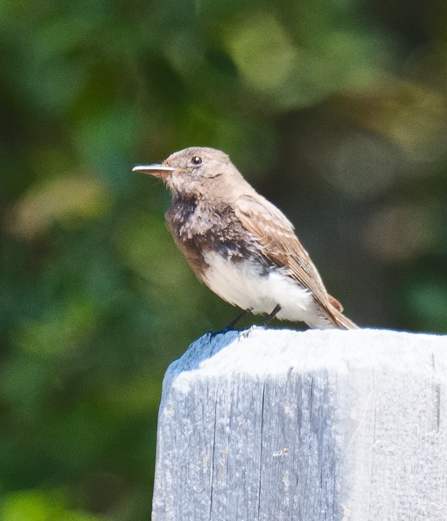 Black Phoebe - ML620686678