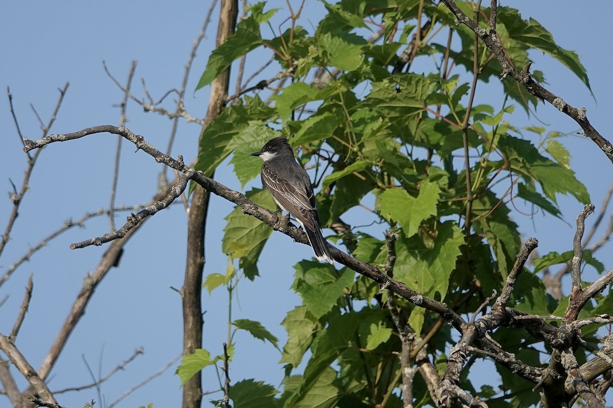 Schieferrücken-Königstyrann - ML620686680