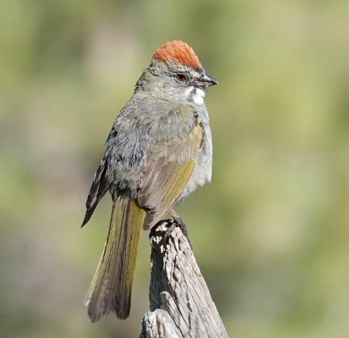 Green-tailed Towhee - ML620686683