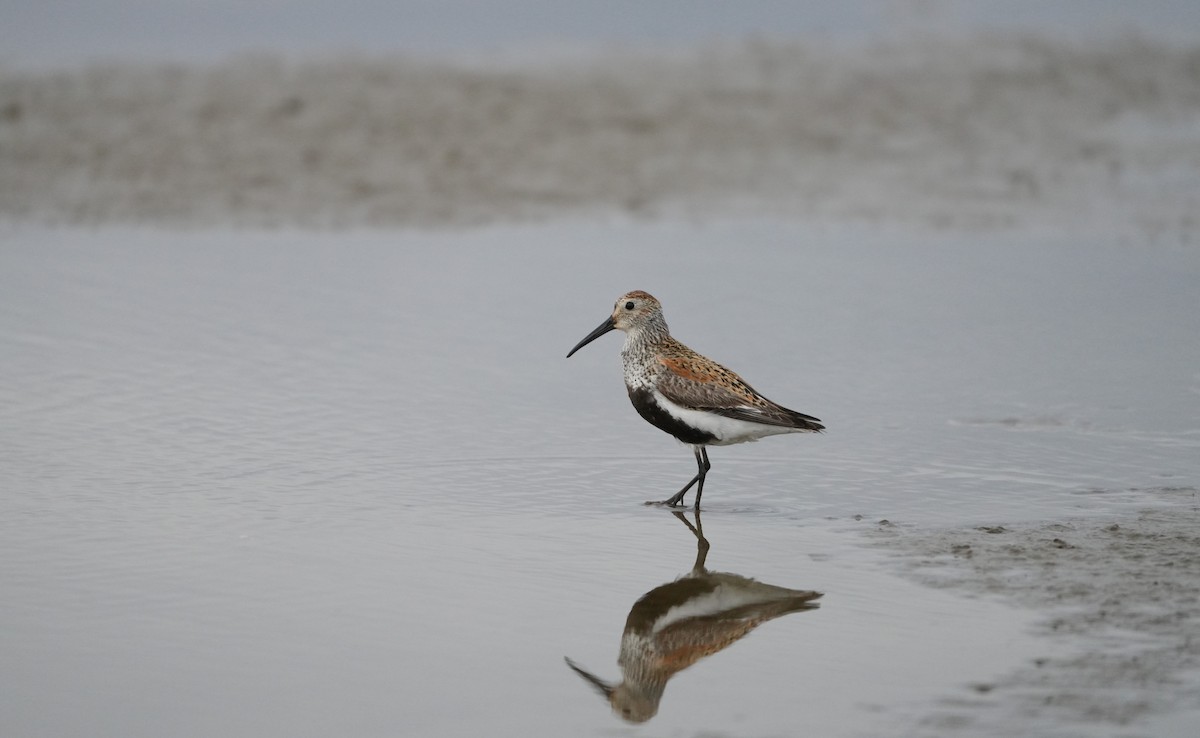 Dunlin - ML620686687