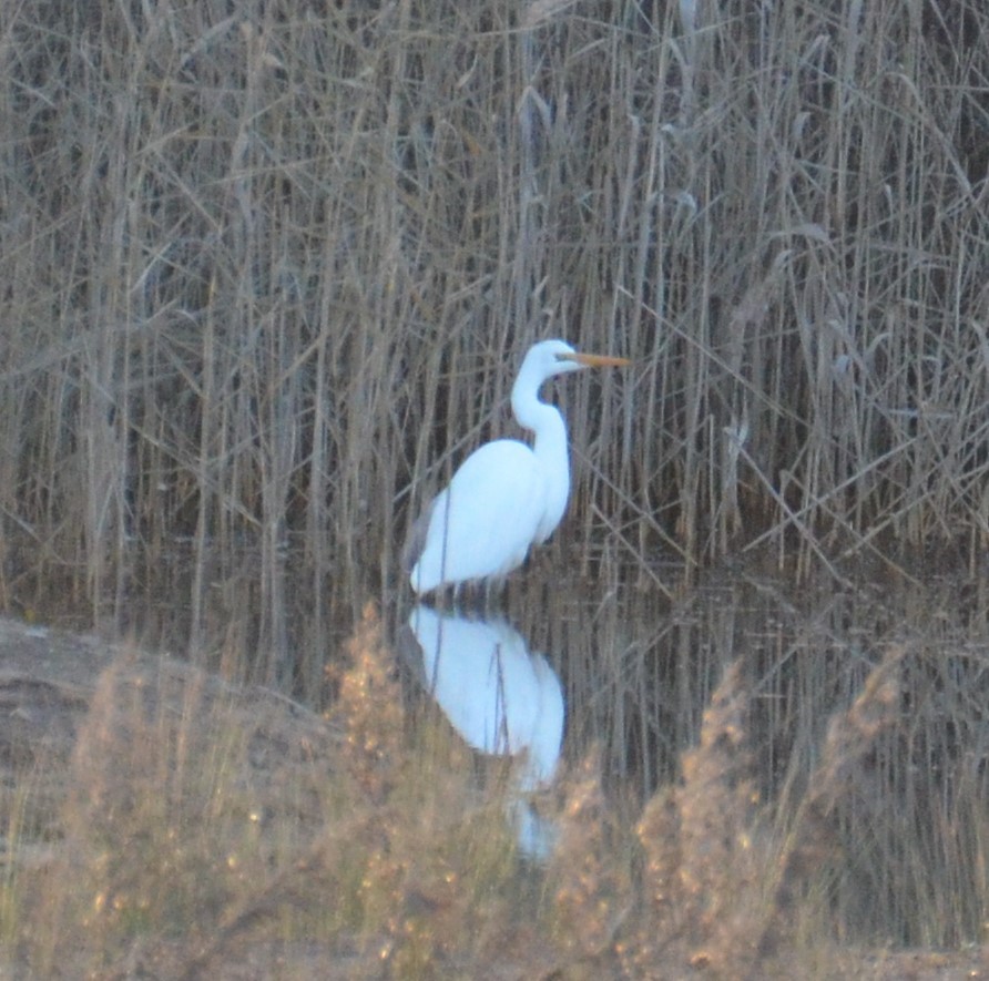 Great Egret - ML620686697