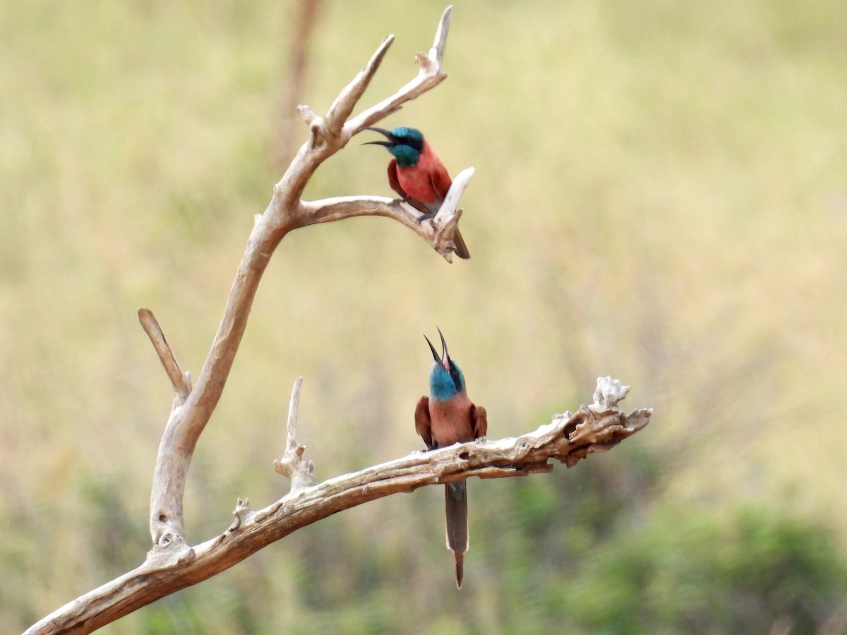 Northern Carmine Bee-eater - ML620686698