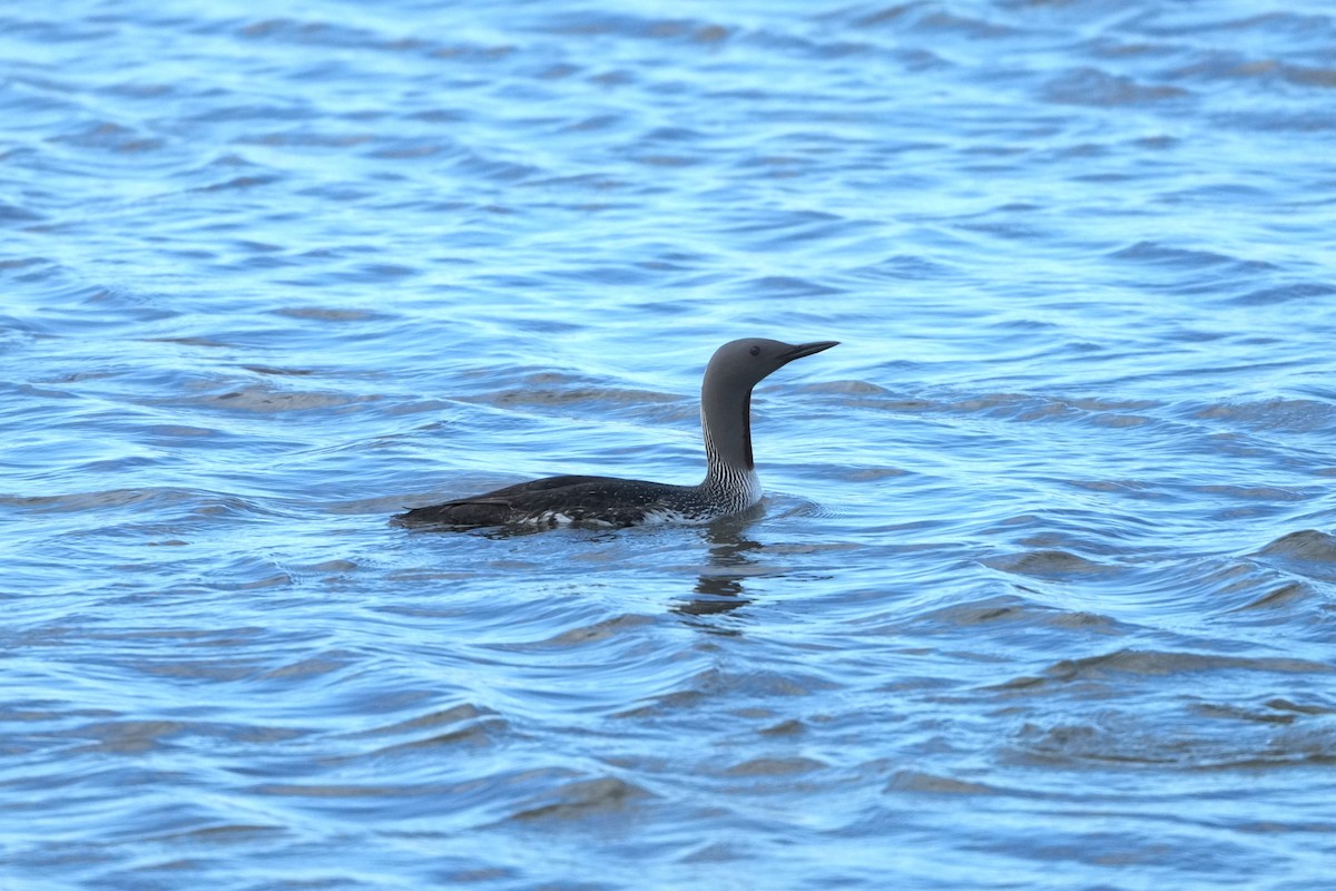 Red-throated Loon - ML620686699