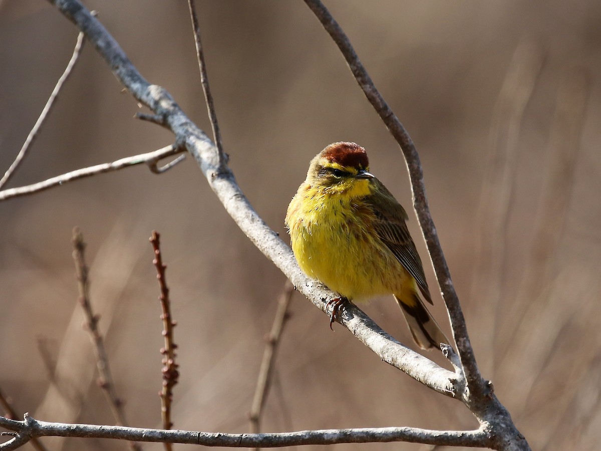 Palm Warbler - ML620686702