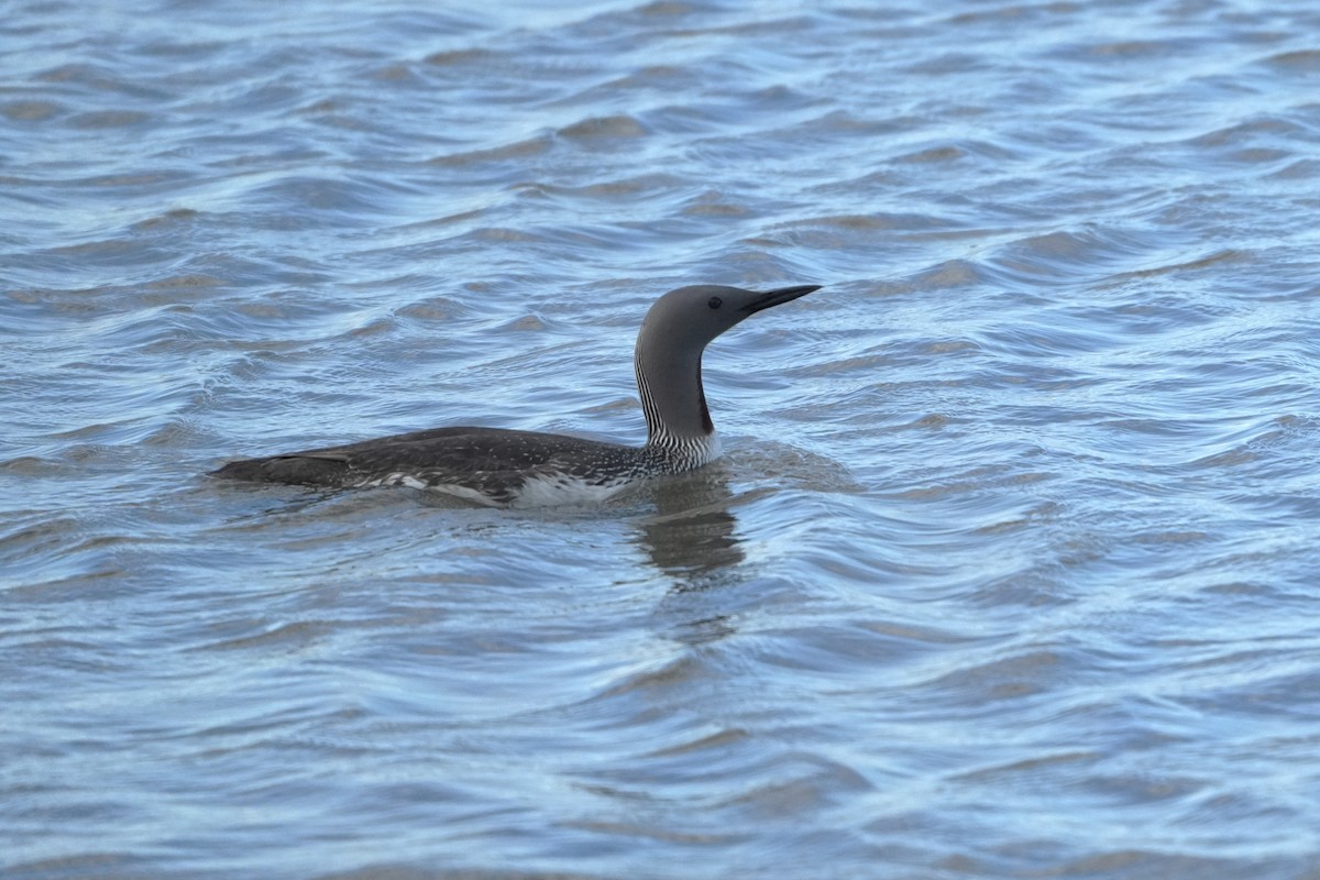 Red-throated Loon - ML620686709
