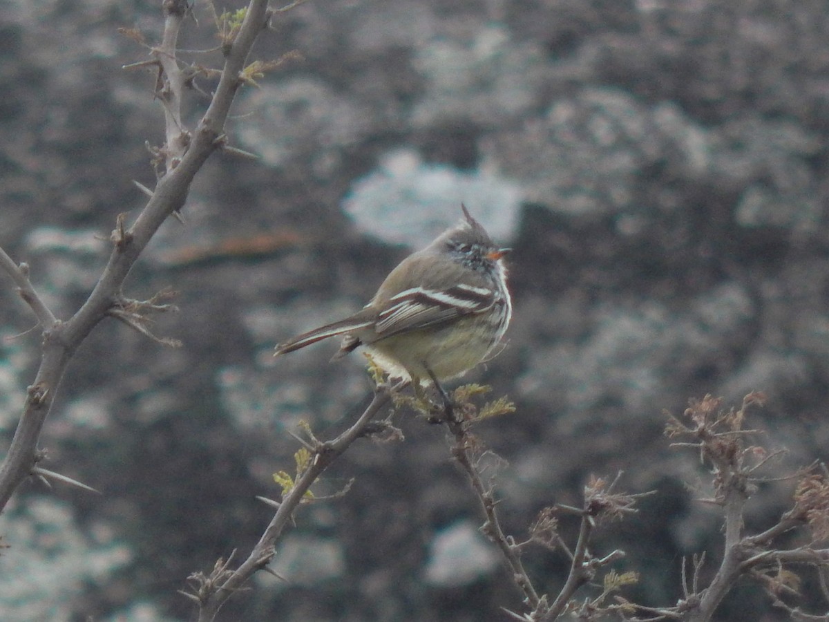 Yellow-billed Tit-Tyrant - ML620686717