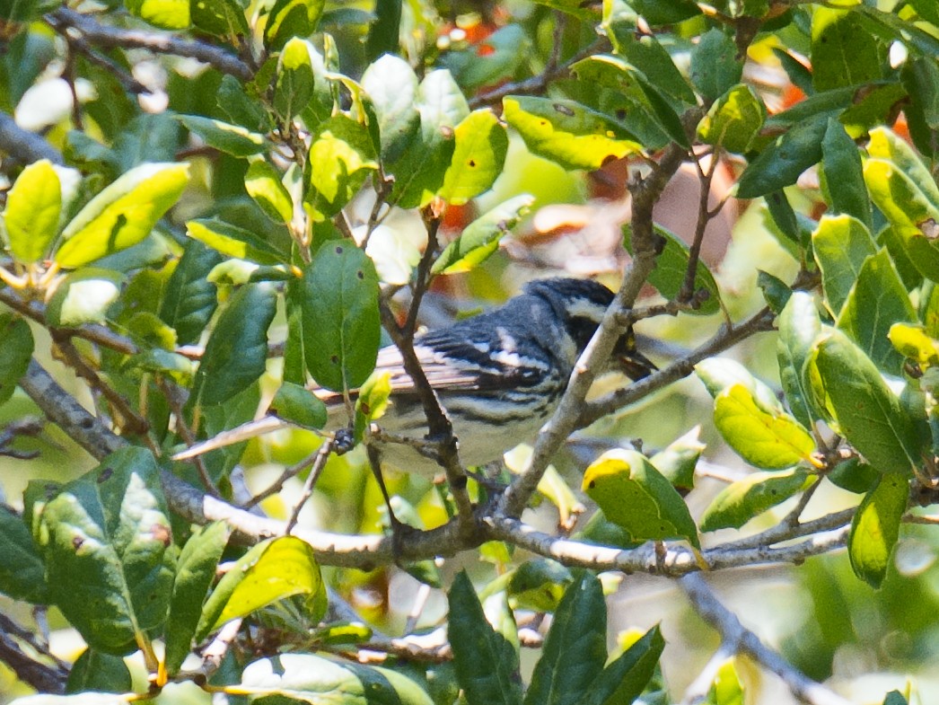 Black-throated Gray Warbler - ML620686719