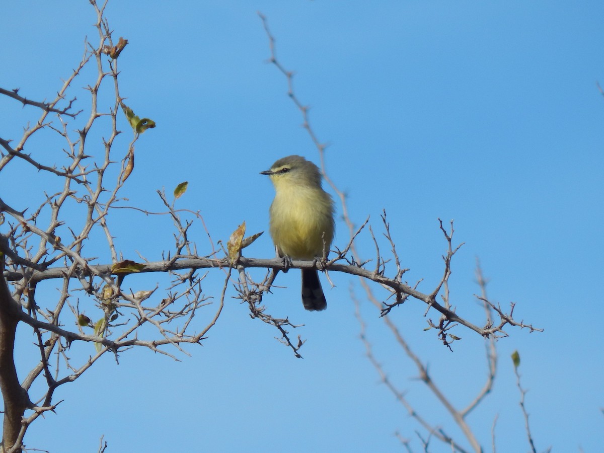 Greater Wagtail-Tyrant - ML620686721