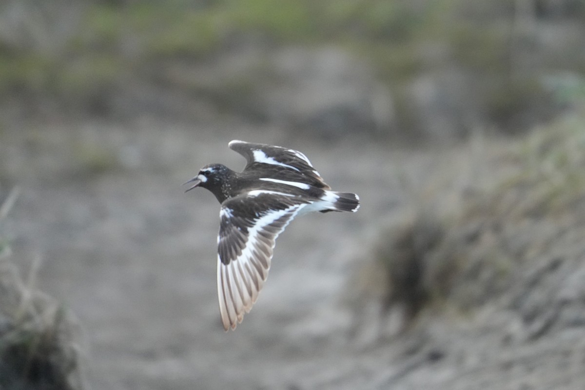 Black Turnstone - ML620686724