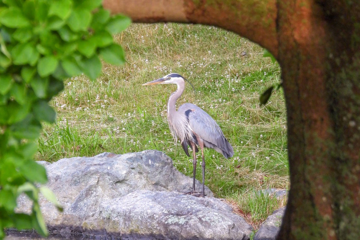 Great Blue Heron - ML620686726