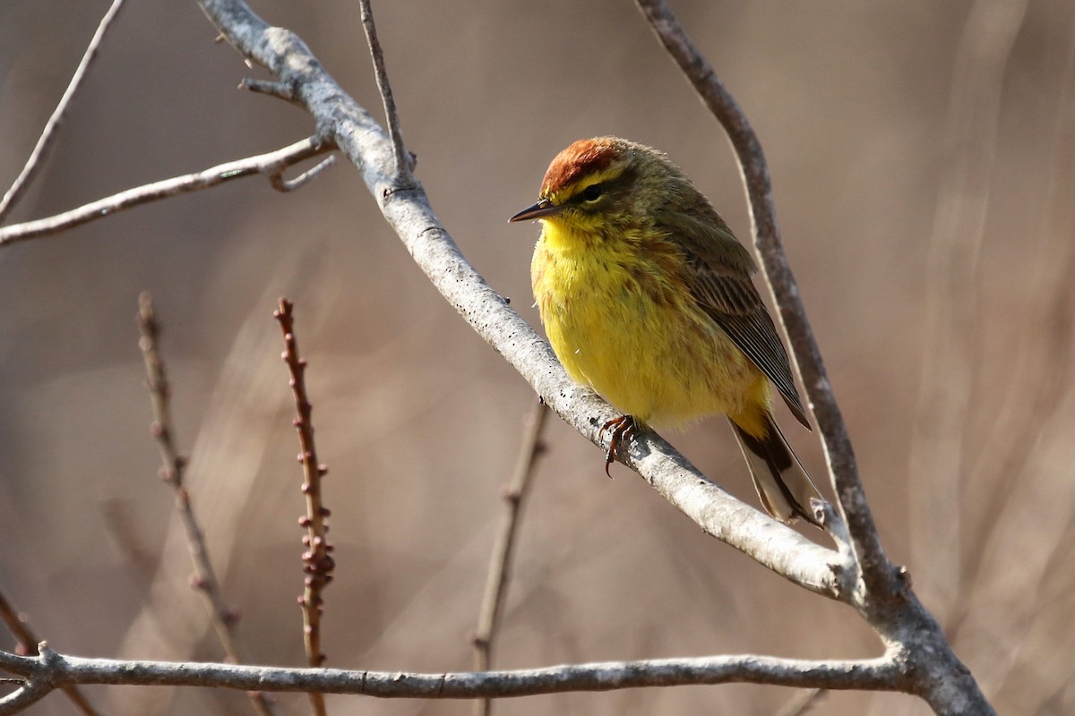 Palm Warbler - ML620686728