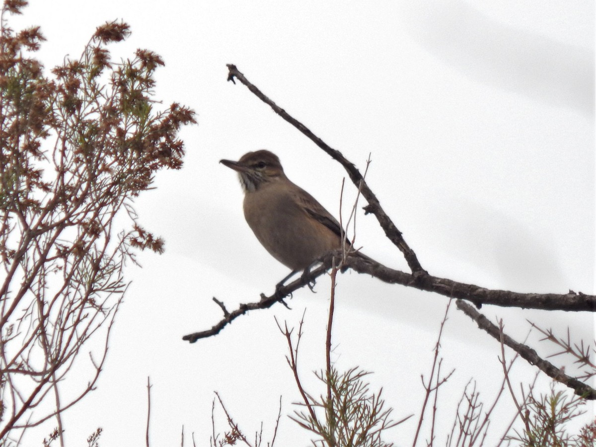 Gray-bellied Shrike-Tyrant - ML620686729