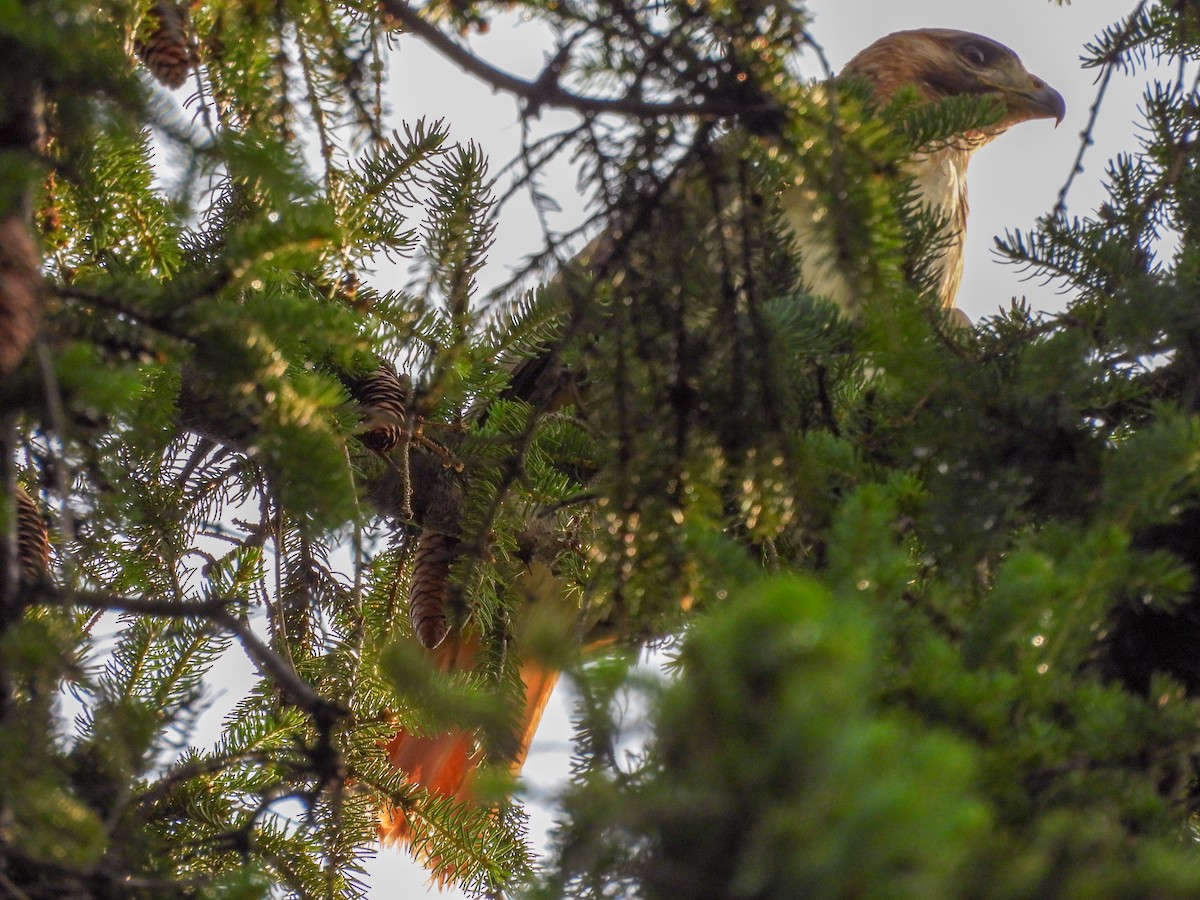 Red-tailed Hawk - ML620686731