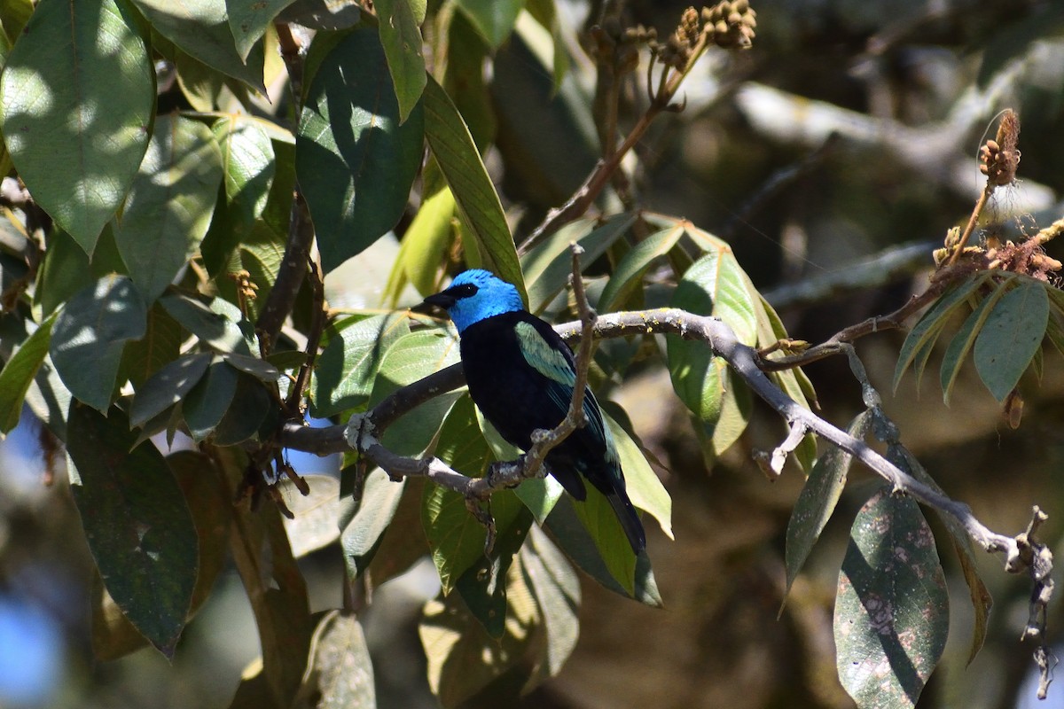 Blue-necked Tanager - Ruben Torrejón