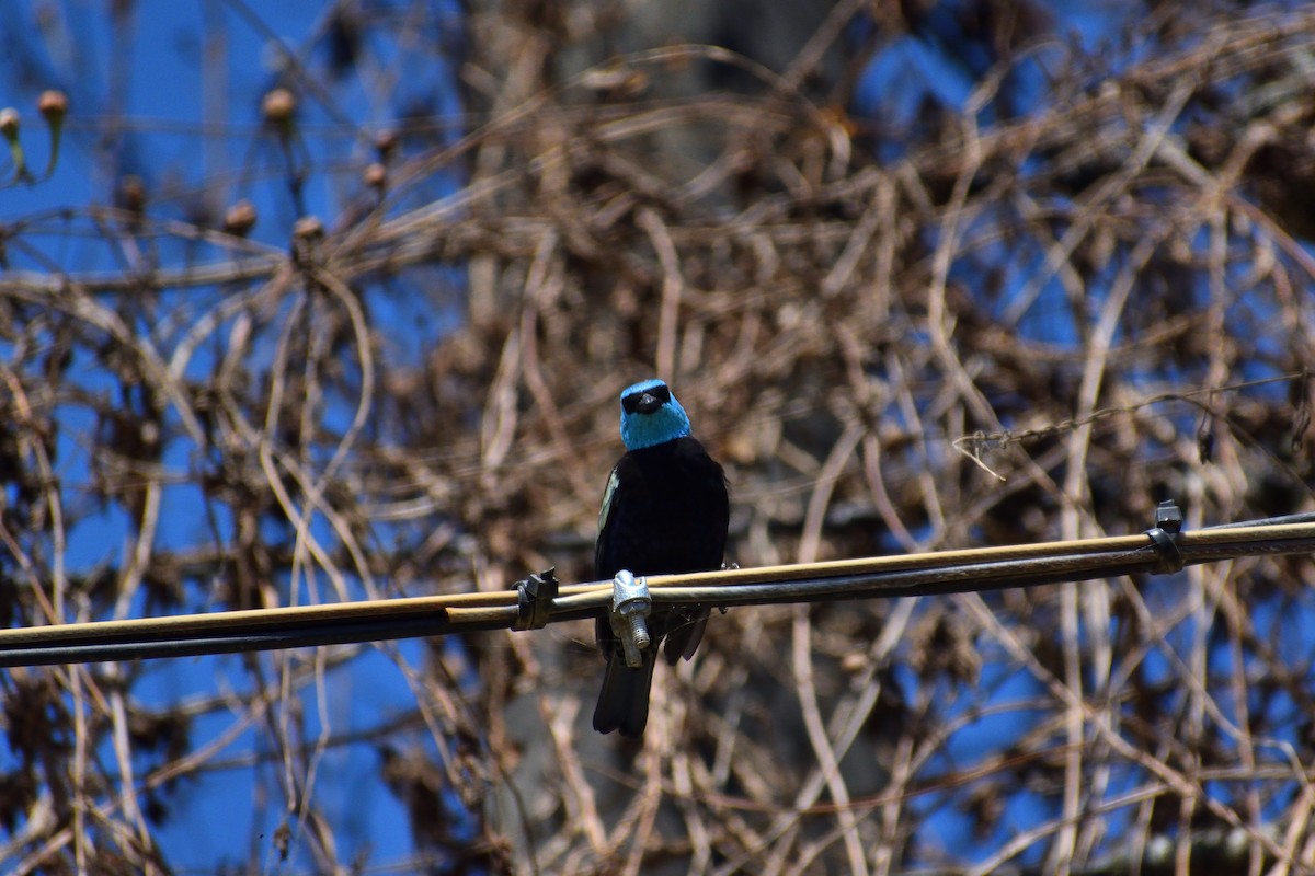 Blue-necked Tanager - ML620686736