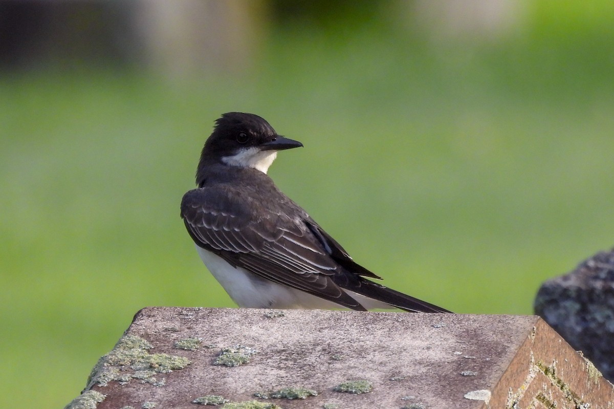 Eastern Kingbird - Mary Nardone