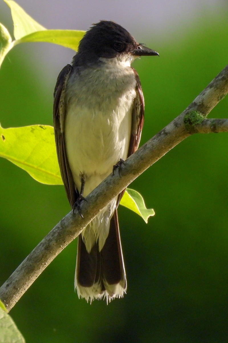 Eastern Kingbird - ML620686738